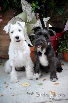 Best Holiday Pet Portraits by Sandra Johnson - Sandra Johnson (SJFoto.com)