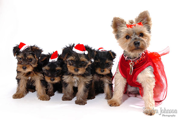 Best Holiday Pet Portraits by Sandra Johnson - Sandra Johnson (SJFoto.com)