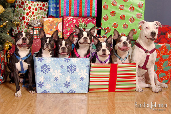 Best Holiday Pet Portraits by Sandra Johnson - Sandra Johnson (SJFoto.com)