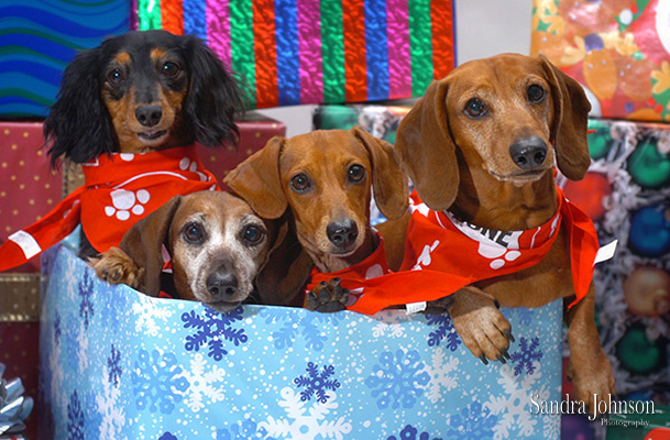 Best Holiday Pet Portraits by Sandra Johnson - Sandra Johnson (SJFoto.com)