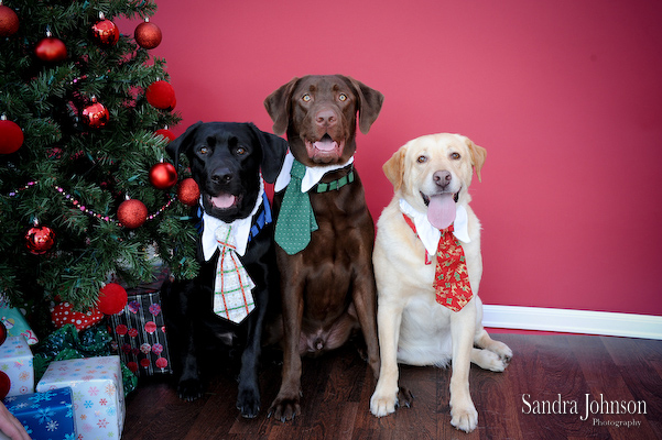 Best Holiday Pet Portraits by Sandra Johnson - Sandra Johnson (SJFoto.com)