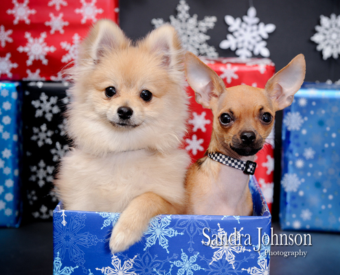 Best Holiday Pet Portraits by Sandra Johnson - Sandra Johnson (SJFoto.com)