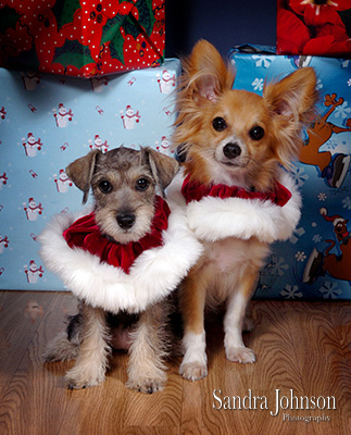 Best Holiday Pet Portraits by Sandra Johnson - Sandra Johnson (SJFoto.com)