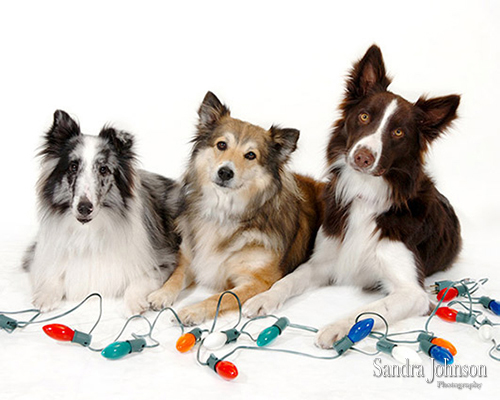 Best Holiday Pet Portraits by Sandra Johnson - Sandra Johnson (SJFoto.com)