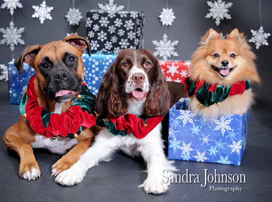 Best Holiday Pet Portraits by Sandra Johnson - Sandra Johnson (SJFoto.com)