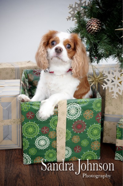 Best Holiday Pet Portraits by Sandra Johnson - Sandra Johnson (SJFoto.com)