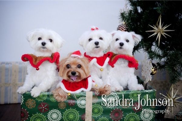 Best Holiday Pet Portraits by Sandra Johnson - Sandra Johnson (SJFoto.com)
