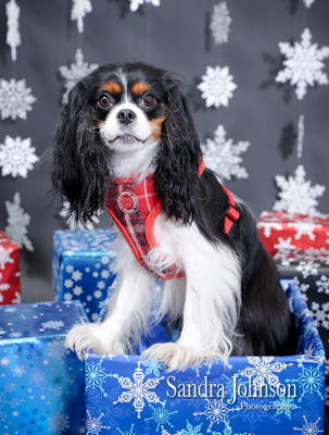 Best Holiday Pet Portraits by Sandra Johnson - Sandra Johnson (SJFoto.com)