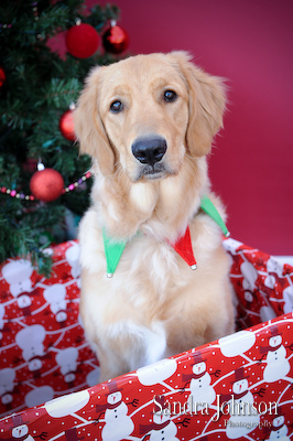 Best Holiday Pet Portraits by Sandra Johnson - Sandra Johnson (SJFoto.com)