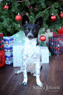 Best Holiday Pet Portraits by Sandra Johnson - Sandra Johnson (SJFoto.com)