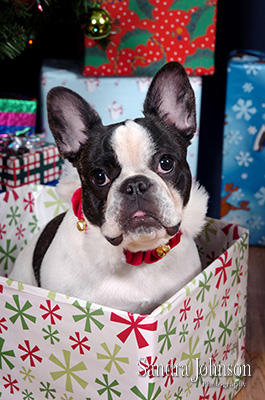 Best Holiday Pet Portraits by Sandra Johnson - Sandra Johnson (SJFoto.com)