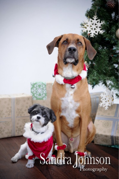 Best Holiday Pet Portraits by Sandra Johnson - Sandra Johnson (SJFoto.com)
