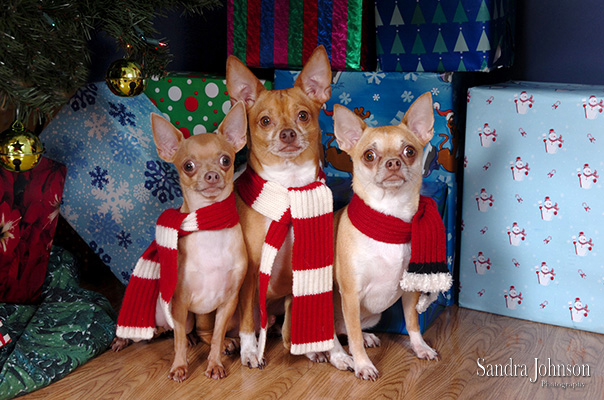 Best Holiday Pet Portraits by Sandra Johnson - Sandra Johnson (SJFoto.com)