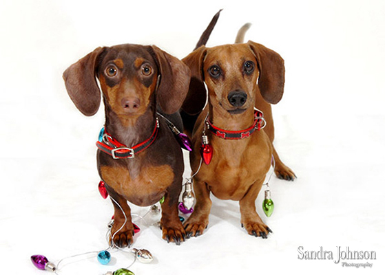 Best Holiday Pet Portraits by Sandra Johnson - Sandra Johnson (SJFoto.com)