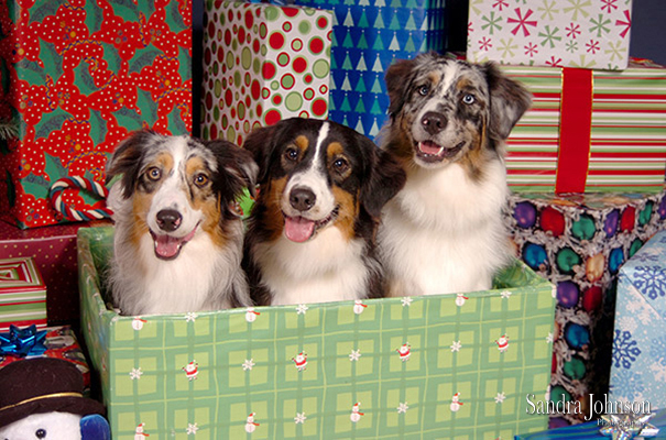 Best Holiday Pet Portraits by Sandra Johnson - Sandra Johnson (SJFoto.com)