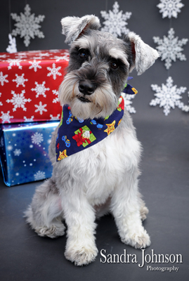 Best Holiday Pet Portraits by Sandra Johnson - Sandra Johnson (SJFoto.com)