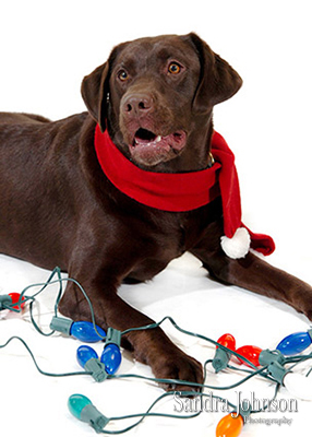 Best Holiday Pet Portraits by Sandra Johnson - Sandra Johnson (SJFoto.com)