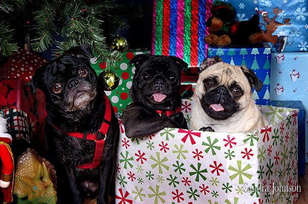 Best Holiday Pet Portraits by Sandra Johnson - Sandra Johnson (SJFoto.com)