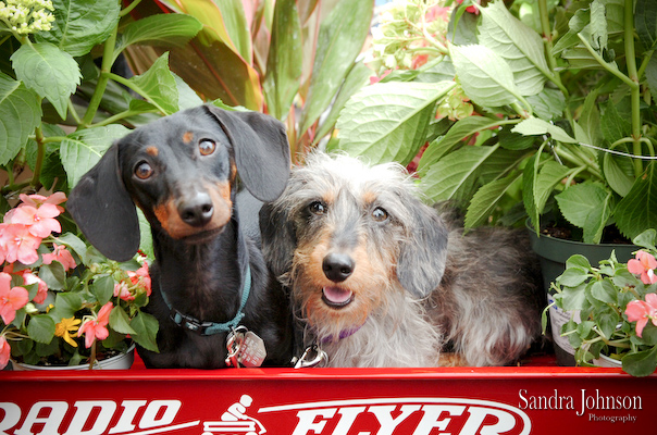 Best Holiday Pet Portraits by Sandra Johnson - Sandra Johnson (SJFoto.com)