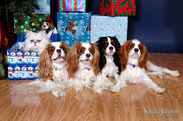 Best Holiday Pet Portraits by Sandra Johnson - Sandra Johnson (SJFoto.com)