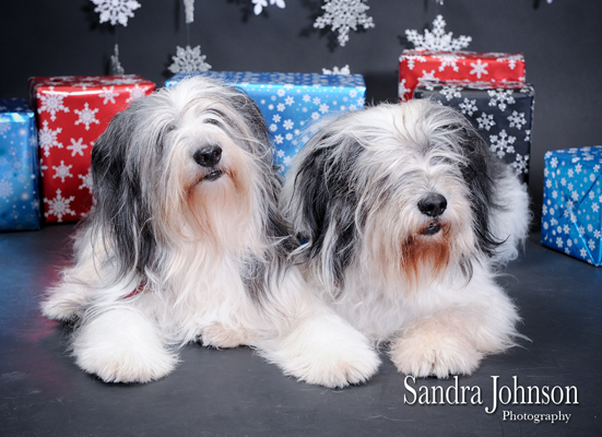 Best Holiday Pet Portraits by Sandra Johnson - Sandra Johnson (SJFoto.com)
