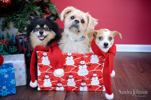 Best Holiday Pet Portraits by Sandra Johnson - Sandra Johnson (SJFoto.com)