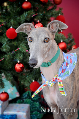 Best Holiday Pet Portraits by Sandra Johnson - Sandra Johnson (SJFoto.com)