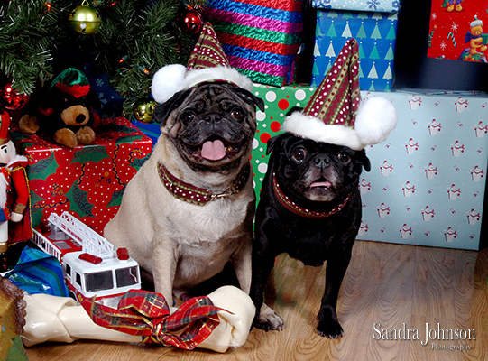 Best Holiday Pet Portraits by Sandra Johnson - Sandra Johnson (SJFoto.com)