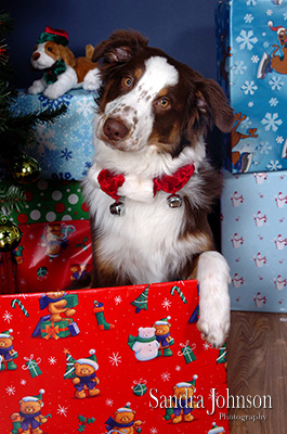 Best Holiday Pet Portraits by Sandra Johnson - Sandra Johnson (SJFoto.com)