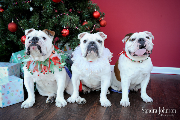 Best Holiday Pet Portraits by Sandra Johnson - Sandra Johnson (SJFoto.com)