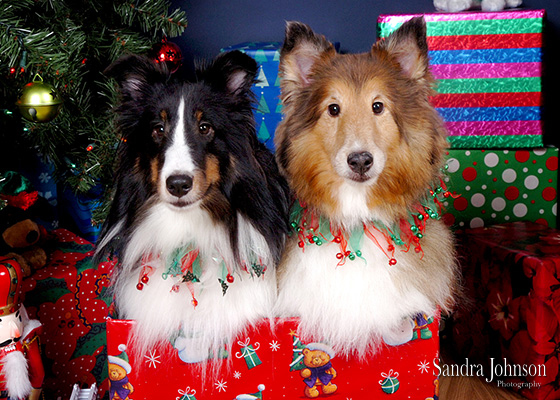 Best Holiday Pet Portraits by Sandra Johnson - Sandra Johnson (SJFoto.com)