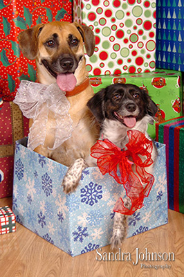 Best Holiday Pet Portraits by Sandra Johnson - Sandra Johnson (SJFoto.com)